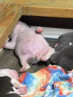 Lolli pup 5, a female Olde English Bulldogge for sale in Bryan, TX – 4 of 10