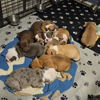 Chocolate ticked, a female Olde English Bulldogge for sale in Bryan, TX – Photo 6 of 7