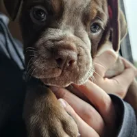 Chocolate ticked, a female Olde English Bulldogge for sale in Bryan, TX – Photo 4 of 7