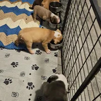 Chocolate ticked, a female Olde English Bulldogge for sale in Bryan, TX – Photo 7 of 7
