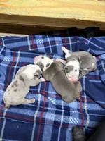 Lolli pup 2, a male Olde English Bulldogge for sale in Bryan, TX – 8 of 8
