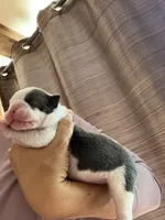 Lolli pup 6, a female Olde English Bulldogge for sale in Bryan, TX – 2 of 8