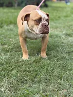 Red ticked, a male Olde English Bulldogge for sale in Bryan, TX – 4 of 10