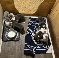 Lolli pup 4, a female Olde English Bulldogge for sale in Bryan, TX – 6 of 7