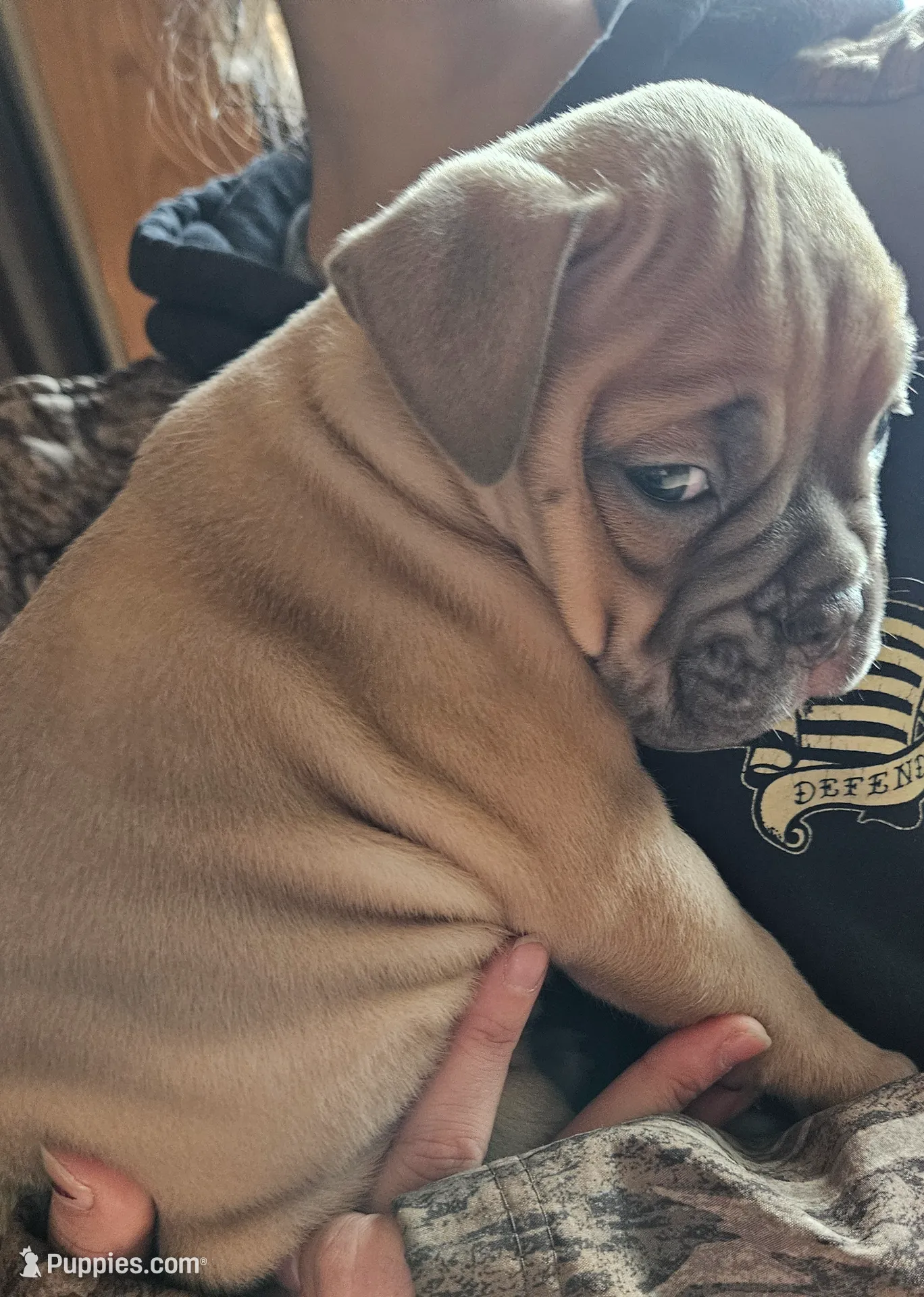 Blue fawn, a female Olde English Bulldogge for sale in Bryan, TX – Photo 10 of 10