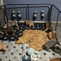 Blue fawn, a female Olde English Bulldogge for sale in Bryan, TX – Photo 2 of 10