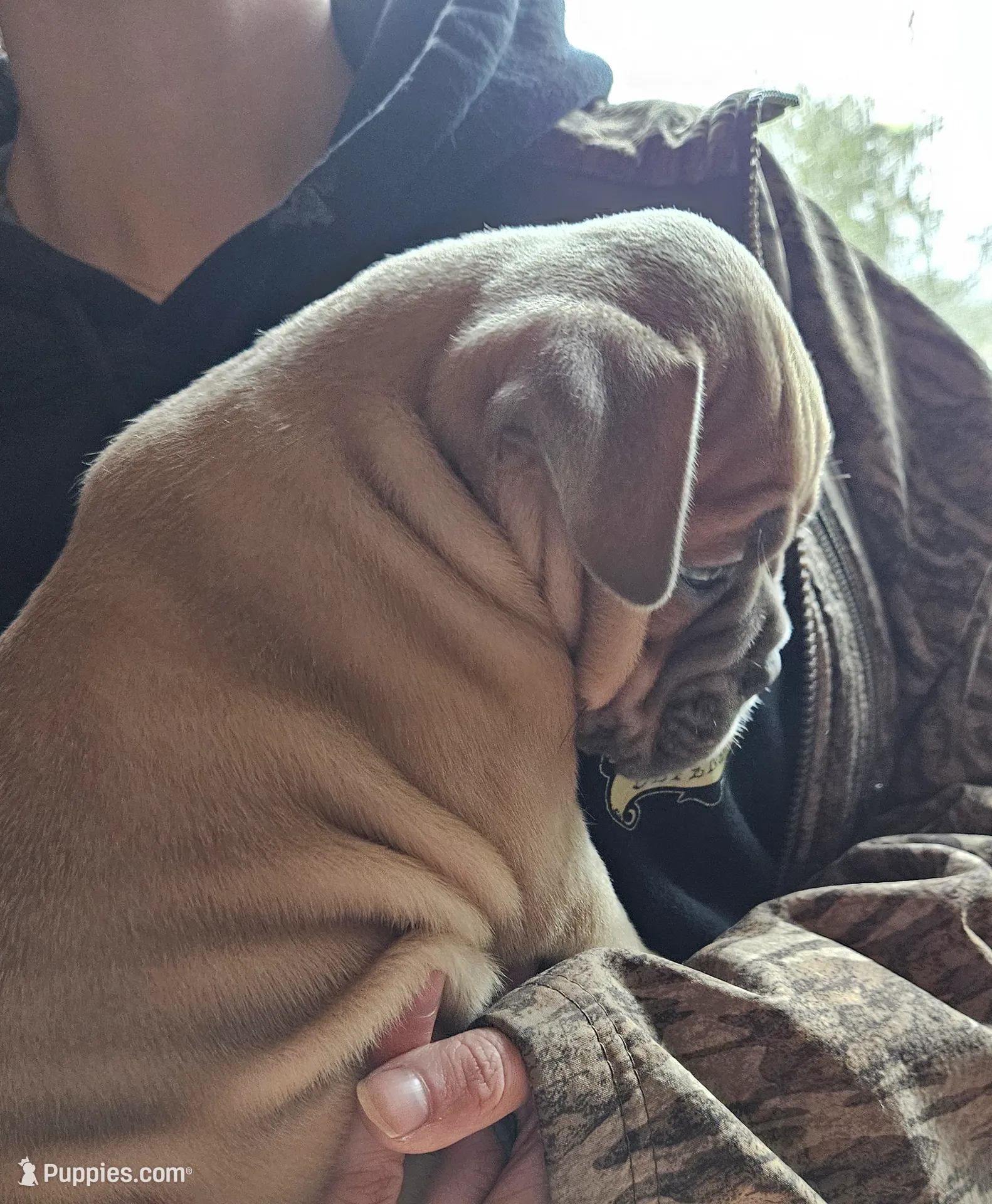 Blue fawn, a female Olde English Bulldogge for sale in Bryan, TX – Photo 9 of 10