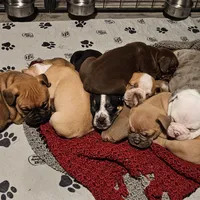 Blue fawn, a female Olde English Bulldogge for sale in Bryan, TX – Photo 4 of 10