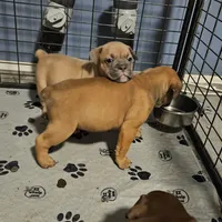 Blue fawn, a female Olde English Bulldogge for sale in Bryan, TX – Photo 5 of 10