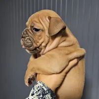 Blue fawn, a female Olde English Bulldogge for sale in Bryan, TX – Photo 1 of 10