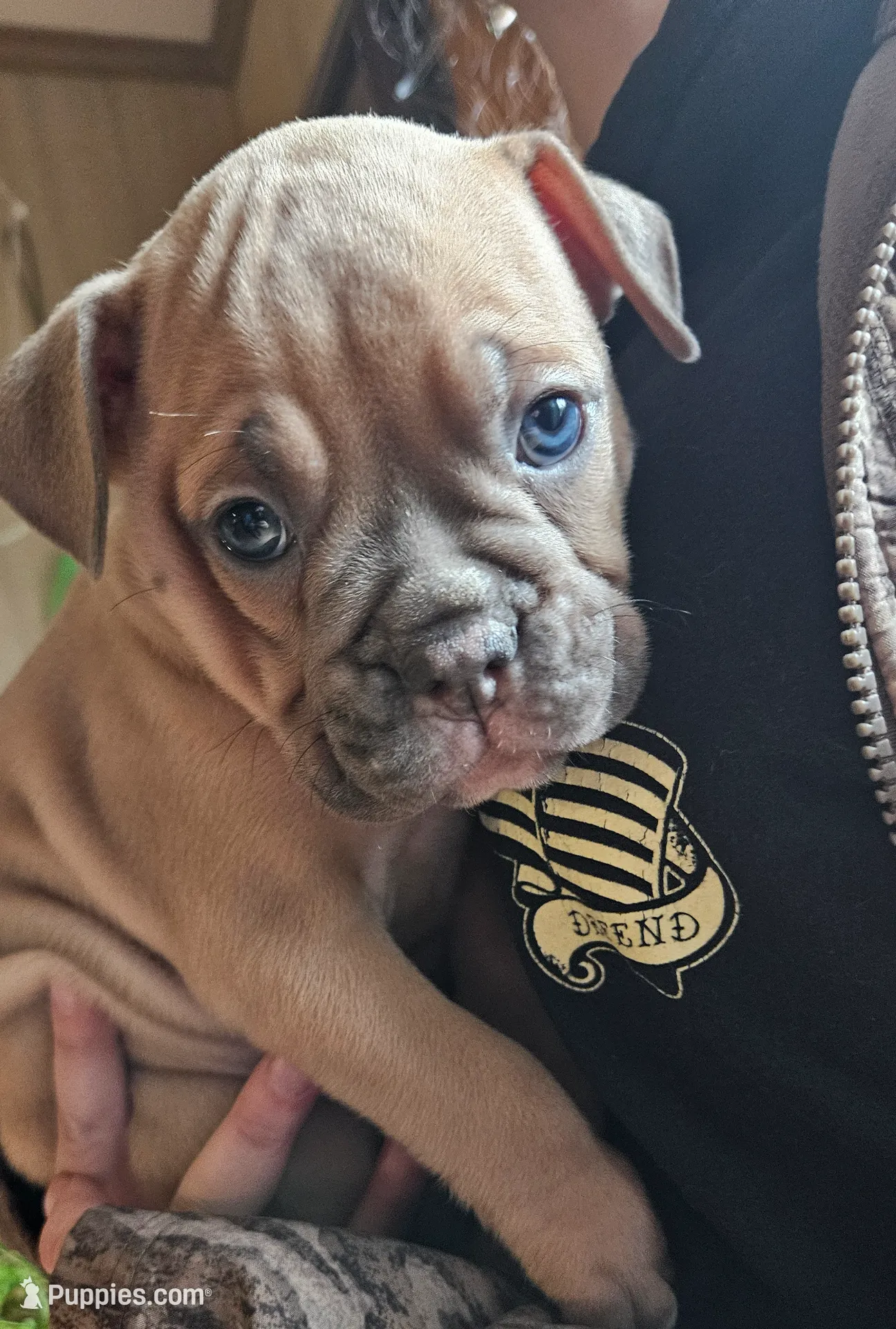 Blue fawn, a female Olde English Bulldogge for sale in Bryan, TX – Photo 8 of 10