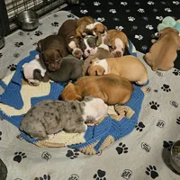 Blue fawn, a female Olde English Bulldogge for sale in Bryan, TX – Photo 3 of 10