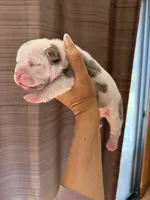 Lolli pup 5, a female Olde English Bulldogge for sale in Bryan, TX – 8 of 10