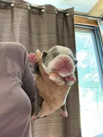 Lolli pup 7, a female Olde English Bulldogge for sale in Bryan, TX – 4 of 8