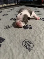 Lolli pup 3, a male Olde English Bulldogge for sale in Bryan, TX – 6 of 8