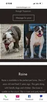 Lolli pup 3, a male Olde English Bulldogge for sale in Bryan, TX – 5 of 8