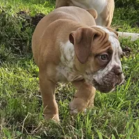 Red ticked, a male Olde English Bulldogge for sale in Bryan, TX – Photo 1 of 10