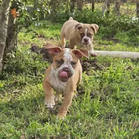 Red ticked, a male Olde English Bulldogge for sale in Bryan, TX – Photo 8 of 10