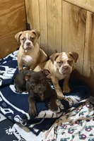 processed/9406c220-27f6-4387-acfe-d2d0c84f0a5e/listing/5a7f2a4e-d7c4-4612-b167-640feafb3eb6/81beb00f-c9e2-4edc-9c98-6bb8b4fbf525