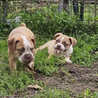 Red ticked, a male Olde English Bulldogge for sale in Bryan, TX – Photo 9 of 10