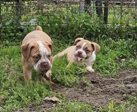 processed/9406c220-27f6-4387-acfe-d2d0c84f0a5e/listing/5a7f2a4e-d7c4-4612-b167-640feafb3eb6/bed36fc7-dfb3-45f4-9e43-82d897174395