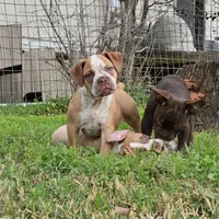 Red ticked, a male Olde English Bulldogge for sale in Bryan, TX – Photo 2 of 10