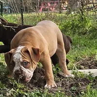 Red ticked, a male Olde English Bulldogge for sale in Bryan, TX – Photo 3 of 10