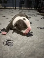 Lolli pup 2, a male Olde English Bulldogge for sale in Bryan, TX – 5 of 8