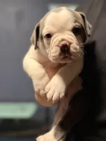 Lolli pup 3, a male Olde English Bulldogge for sale in Bryan, TX – 5 of 10