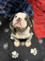 Lolli pup 3, a male Olde English Bulldogge for sale in Bryan, TX – 2 of 10