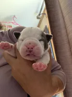 Lolli pup 3, a male Olde English Bulldogge for sale in Bryan, TX – 4 of 8