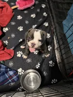 Lolli pup 2, a male Olde English Bulldogge for sale in Bryan, TX – 8 of 10