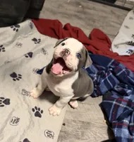 Lolli pup 3, a male Olde English Bulldogge for sale in Bryan, TX – 8 of 10