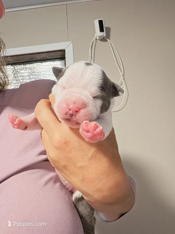 Lolli pup 3 – Olde English Bulldogge puppy for sale in Bryan, TX