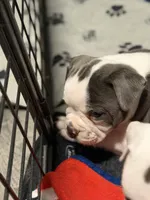 Lolli pup 3, a male Olde English Bulldogge for sale in Bryan, TX – 6 of 10