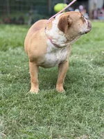 Red ticked, a male Olde English Bulldogge for sale in Bryan, TX – 9 of 10
