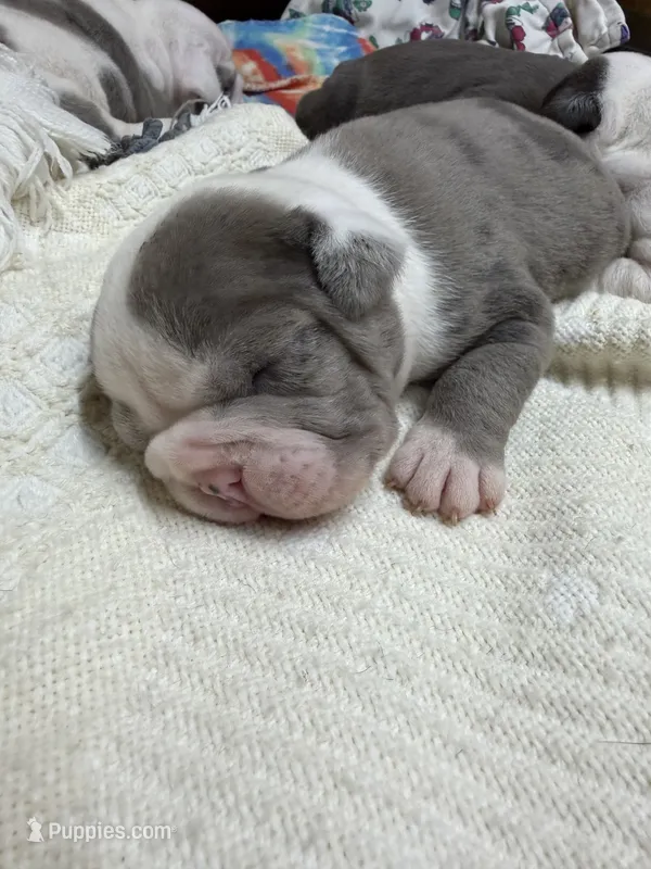 Lolli pup 4 – Olde English Bulldogge puppy for sale in Bryan, TX