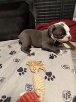 Lolli pup 2, a male Olde English Bulldogge for sale in Bryan, TX – 9 of 10