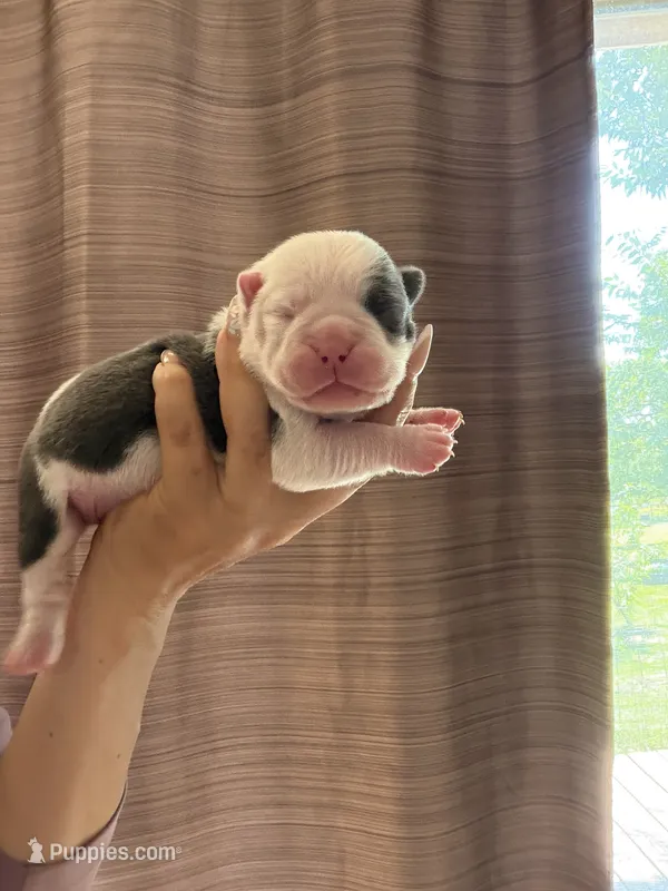 Lolli pup 6 – Olde English Bulldogge puppy for sale in Bryan, TX
