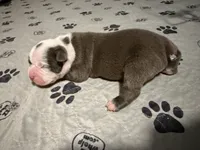 Lolli pup 2, a male Olde English Bulldogge for sale in Bryan, TX – 4 of 8