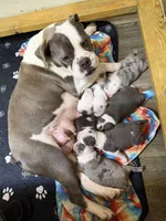 Lolli pup 5, a female Olde English Bulldogge for sale in Bryan, TX – 10 of 10