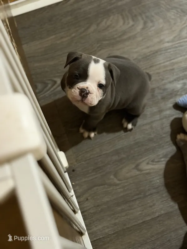 Lolli pup 2 – Olde English Bulldogge puppy for sale in Bryan, TX