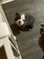 Lolli pup 2, a male Olde English Bulldogge for sale in Bryan, TX – 1 of 10