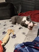 Lolli pup 2, a male Olde English Bulldogge for sale in Bryan, TX – 7 of 10