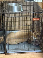 Red ticked, a male Olde English Bulldogge for sale in Bryan, TX – 10 of 10