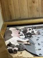 Lolli pups 1, a male Olde English Bulldogge for sale in Bryan, TX – 8 of 8