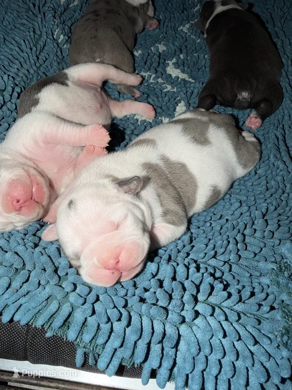 Lolli pup 5 – Olde English Bulldogge puppy for sale in Bryan, TX