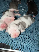 Lolli pup 5, a female Olde English Bulldogge for sale in Bryan, TX – 1 of 10