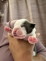Lolli pup 3, a male Olde English Bulldogge for sale in Bryan, TX – 3 of 8