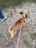 Red ticked, a male Olde English Bulldogge for sale in Bryan, TX – 5 of 10